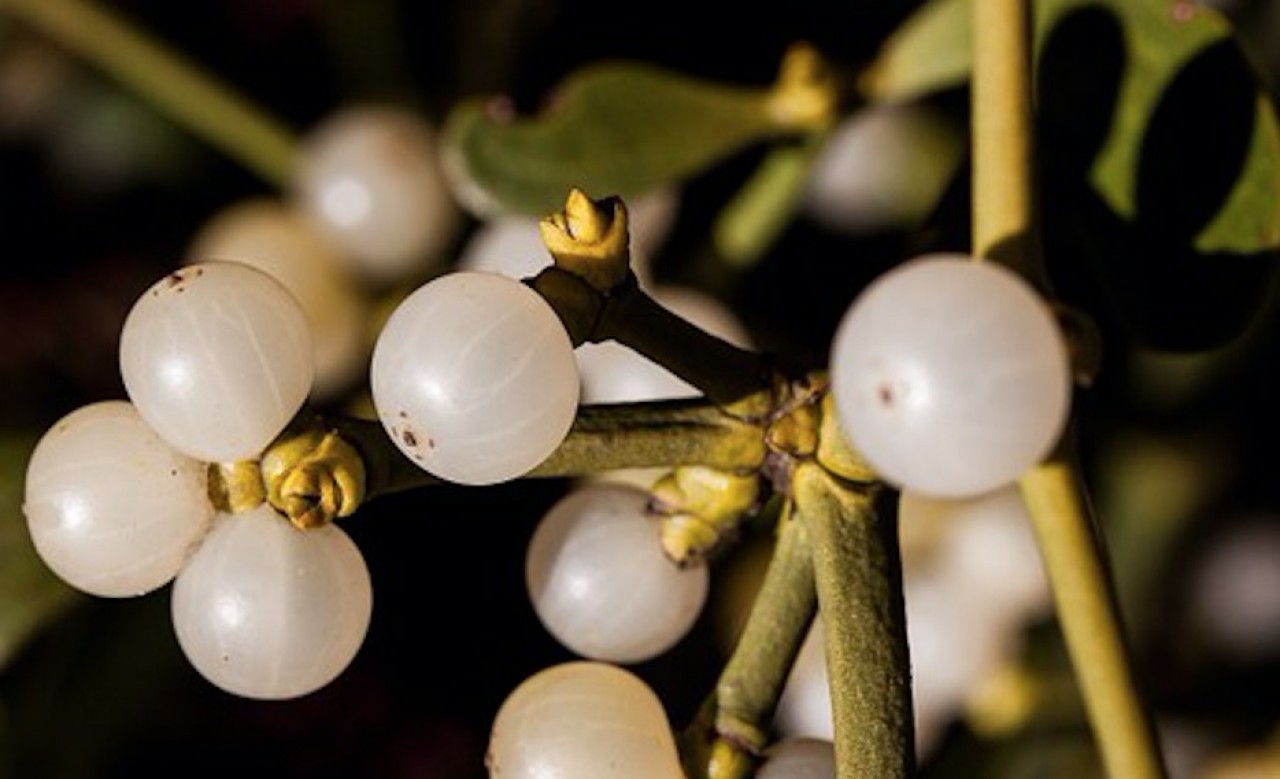 « Au gui, l’an neuf » : la coutume populaire veut que l’on s’embrasse au Nouvel An sous ses branches. Peut-être parce qu’elle est un parasite de l’arbre, cette plante a la réputation de protéger contre les mauvais sorts et d’assurer la prospérité.
