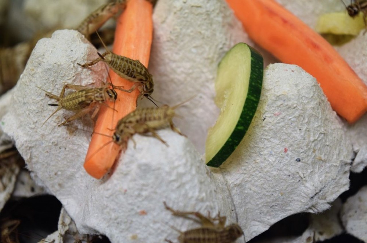 Alim'Ento invite les insectes à table : la jeune entreprise lorraine transforme les grillons en bouchées apéritives et en farine pour sa forte teneur en protéines. © Alimento.