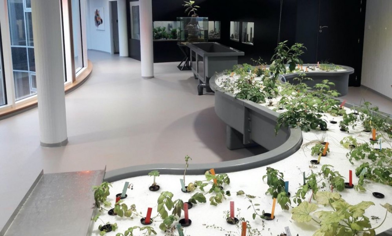 L'une des installations d'aquaponie dans la crèche Calypso à Dijon. © UrbanLeaf.