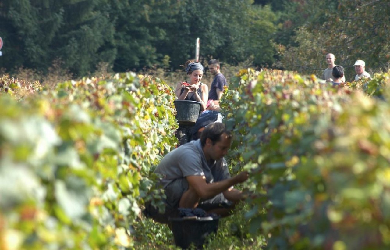 Les vendanges ont démarré dans tous les vignobles de l'est. © BIVB/Monnier H.