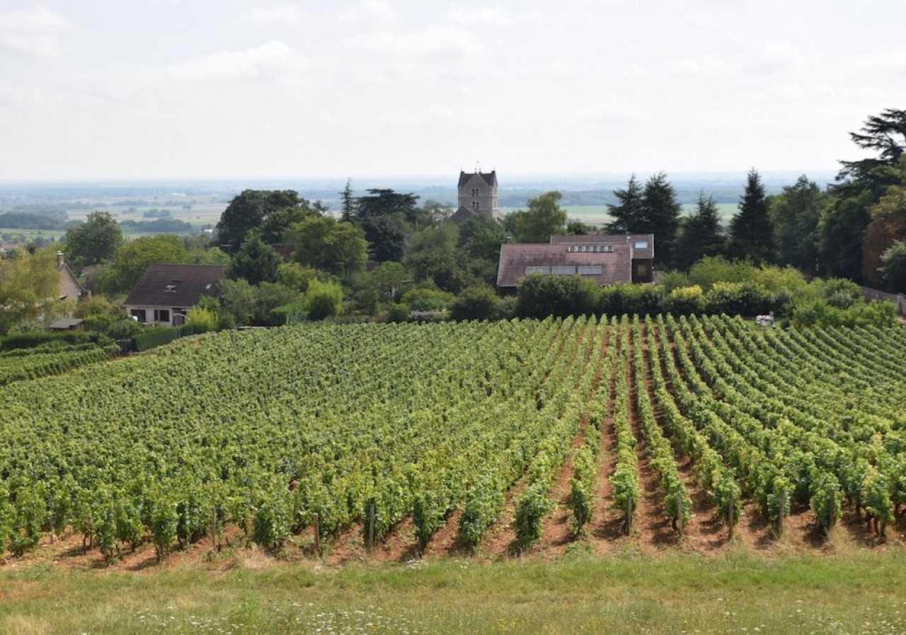 Vendange 2019 plus maigre, disparités de rendement à cause de la canicule, mais le moral reste bon chez les professionnels en raison de la qualité du raisin. © Traces Ecrites.