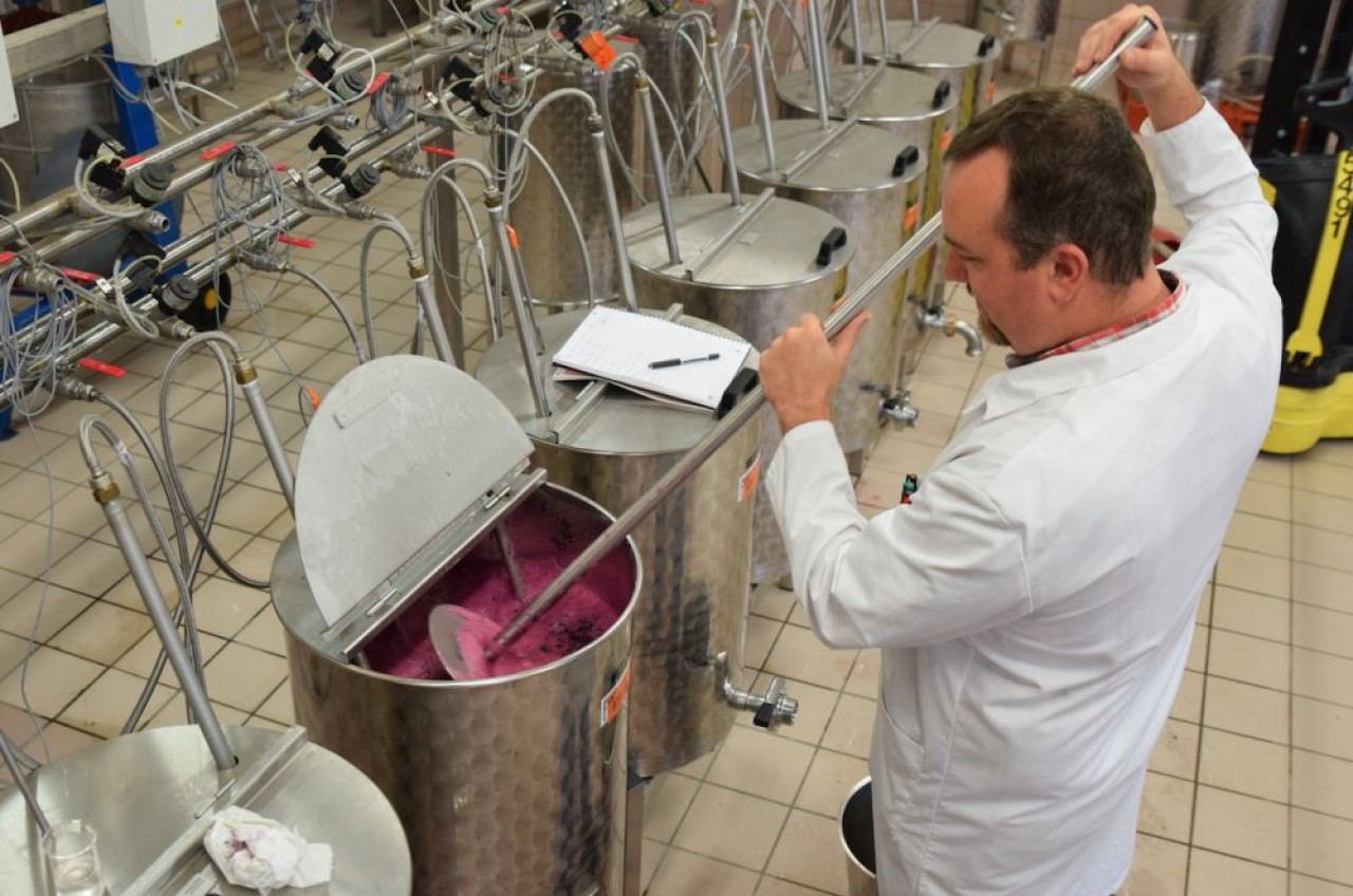 Pigeage manuel sur une cuve de vinification en cours d'expérimentation. © Traces Ecrites