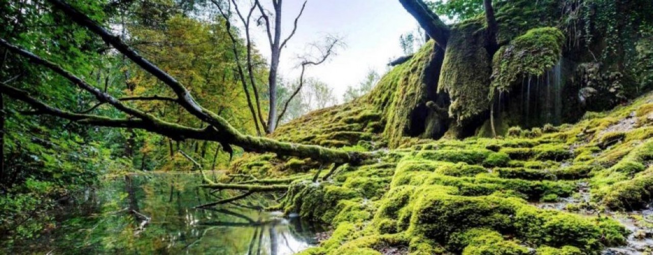 La tufière de Rolampont (Haute-Marne) est sans doute la plus spectaculaire des formations de tuf – une roche calcaire poreuse et légère – présentes dans le Parc national de Forêts. Le site est aménagé pour les visites. © Franck Fouquet