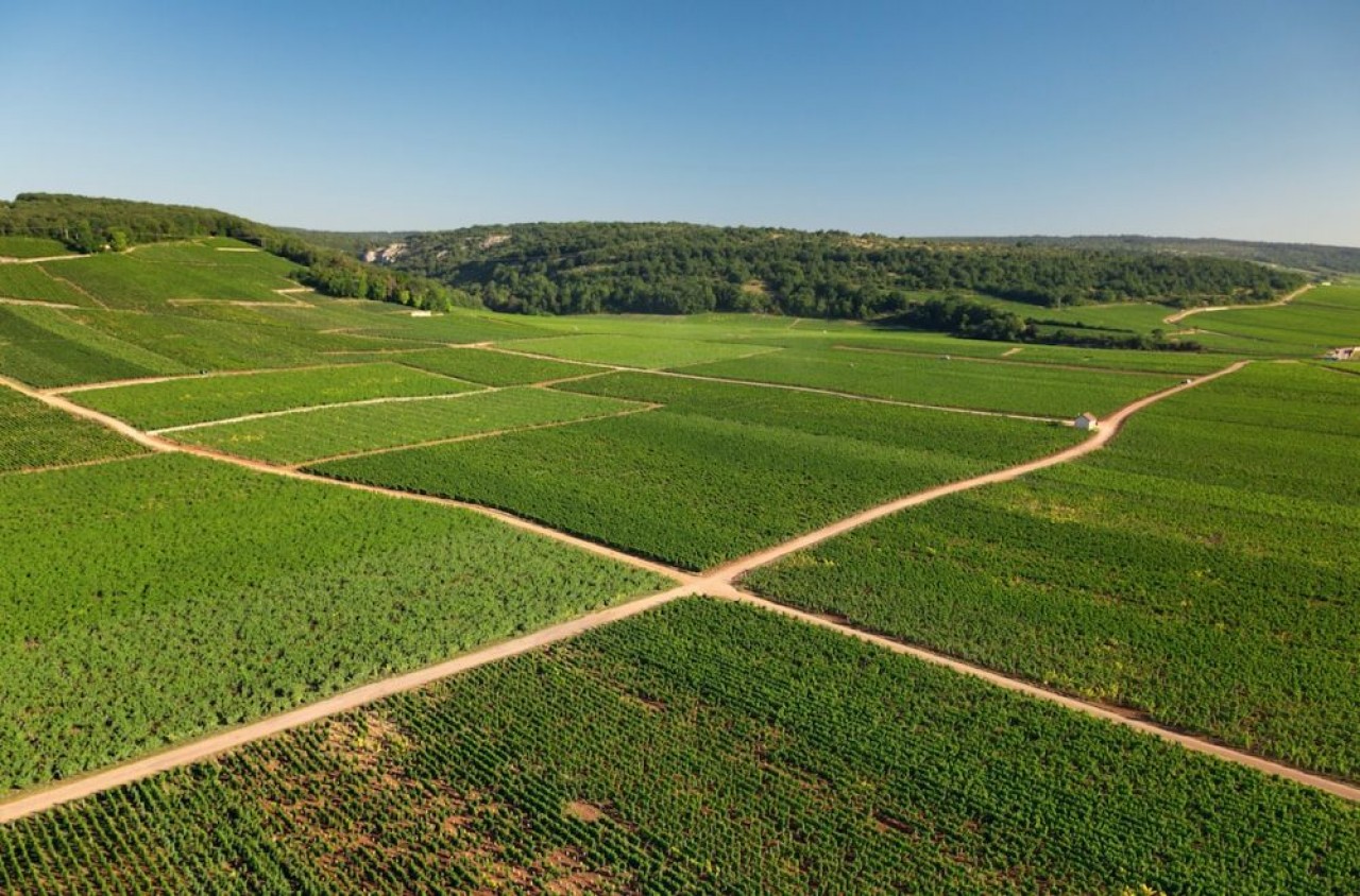 Le vignoble en Côte-d'Or est celui, en Bourgogne, qui a la plus forte proportion de culture en bio, environ 20%. Ici paysage de Flagey-Echezeaux. © BIVB / Aurélien Ibanez