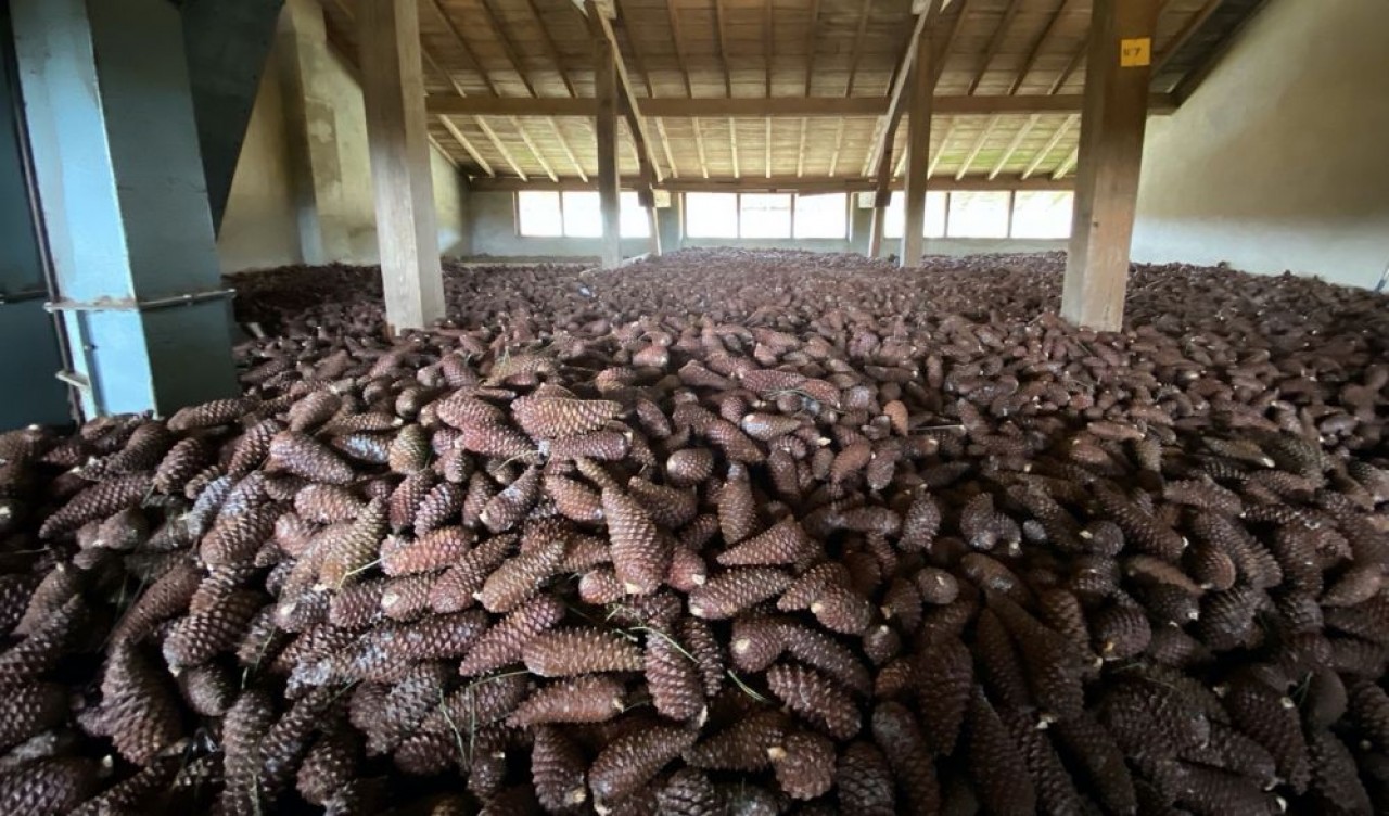 A la sécherie de la Joux, dernière sécherie publique de France,les cônes de résineux, récoltés verts,sont mis à maturer sur un plancher en bois pendant un à trois mois. © Traces Ecrites