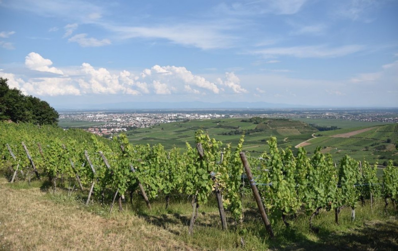 En Alsace, les cours du vin en vrac sont en-dessous des prix de revient et en 10 ans, les ventes de vin d’Alsace ont baissé de près de 20%. En photo, le vignoble près de Niedermorschwihr dans le Haut-Rhin. © Julie Giorgi