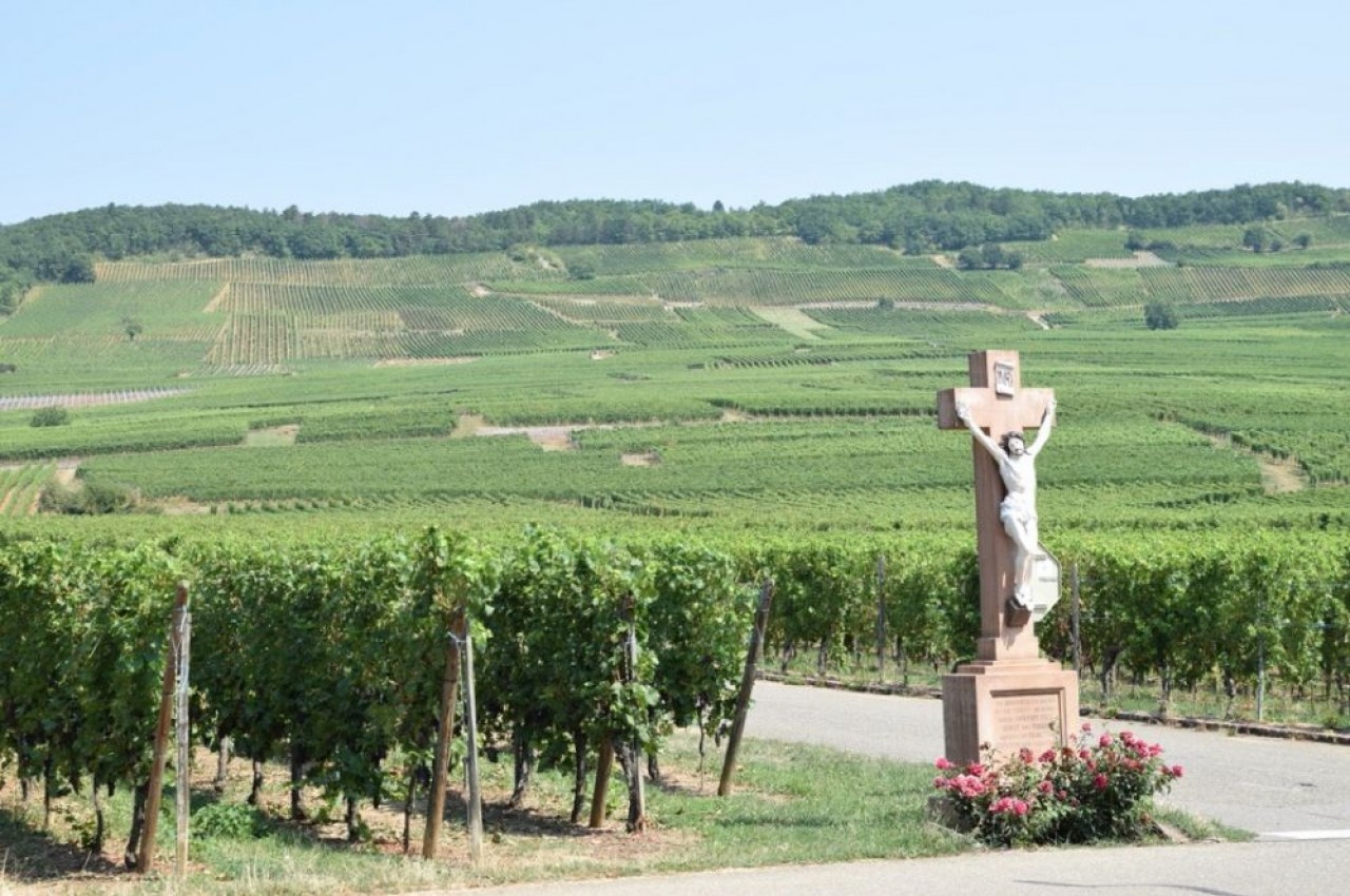 Le vignoble d'alsace s'étend sur près de 15.600 hectares. © Traces Ecrites
