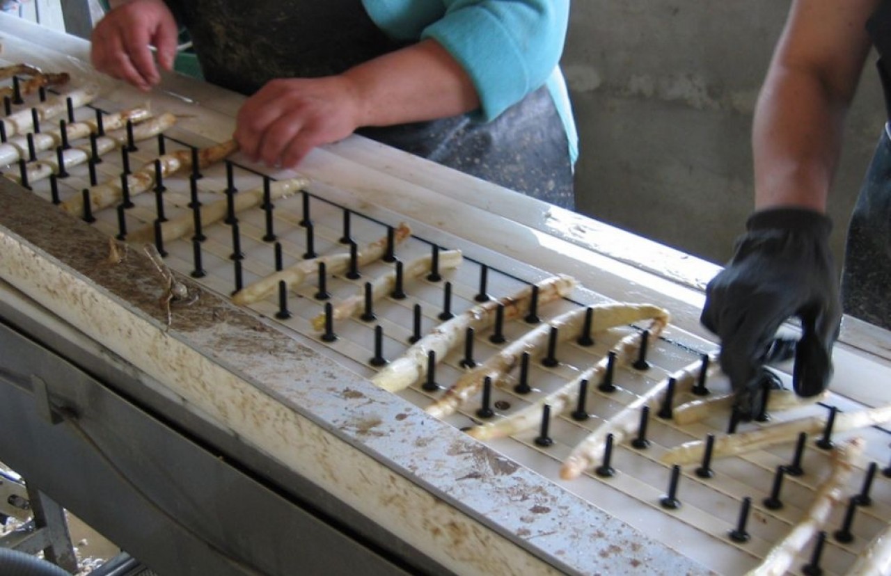 Les asperges fraîchement récoltées sont trempées dans un bain d’eau froide pour être réhydratées et portées à une température de 10 à 15 degrés, puis lavées et calibrées. © Association pour la Promotion de l’Asperge d’Alsace.