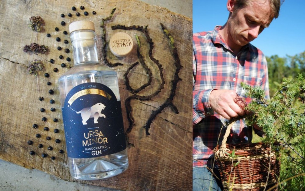 Julien Mariotte, fondateur de Distillerie Hema cueille le genièvre nécessaire à la fabrication de son gin, dans le massif du Jura. ©Amandine Maillarbaux