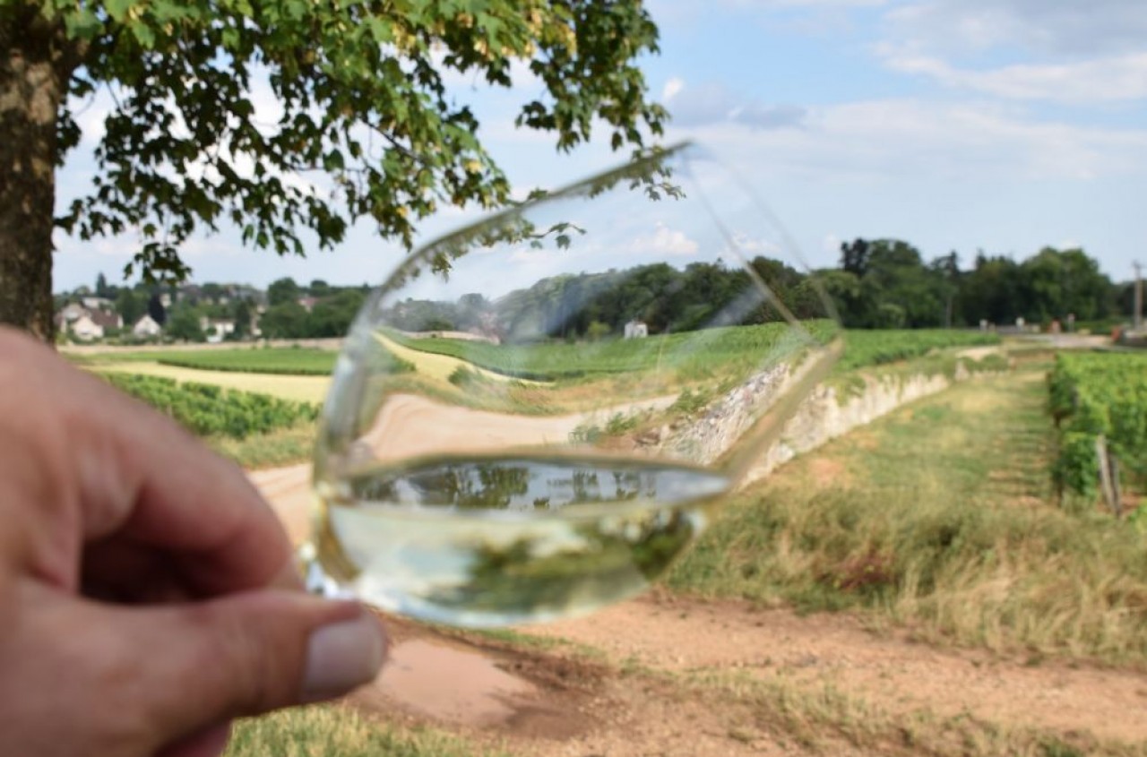 Dégutation dans les vignes de la côte de Beaune. © Traces Ecrites