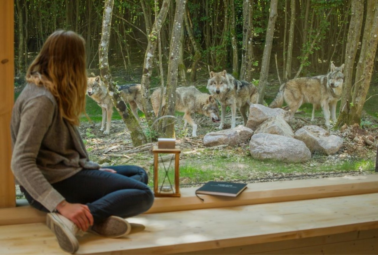 Le parc fondé en 1980 accueille des espèces en semi-liberté sur 120 hectares dont certaines peuvent être côtoyées depuis des lodges. ©Morgane Bricard/Parc de Sainte-Croix