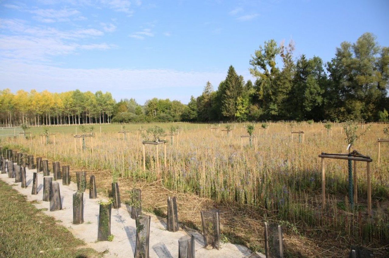 Exemple de ce que peut faire l'agroforesterie : ici, une prairie fleurie associée à un verger de 55 fruitiers à variétés parfois anciennes. © Valéry Choplain