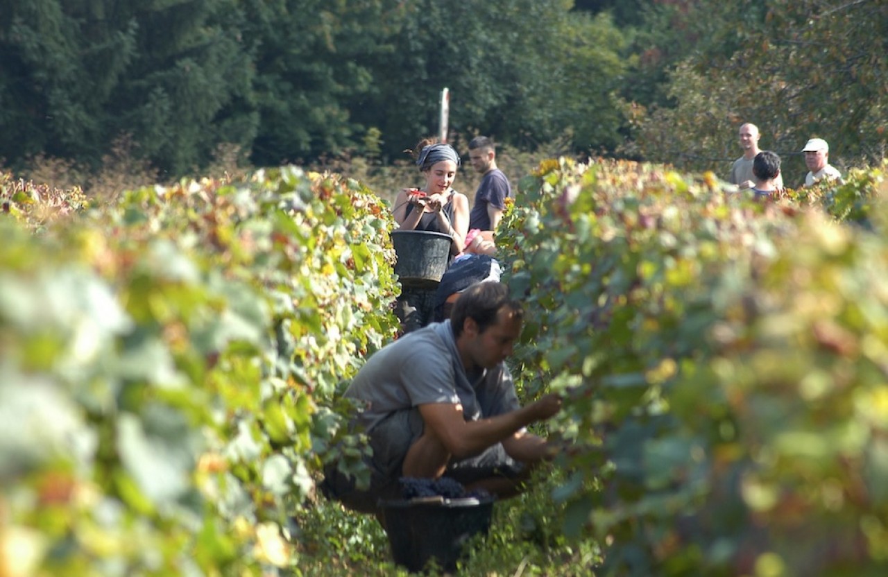 Les vendanges 2020 figurent parmi les plus précoces dans tous les vignobles de l'est. Ici, en Bourgogne. © Monnier H./BIVB