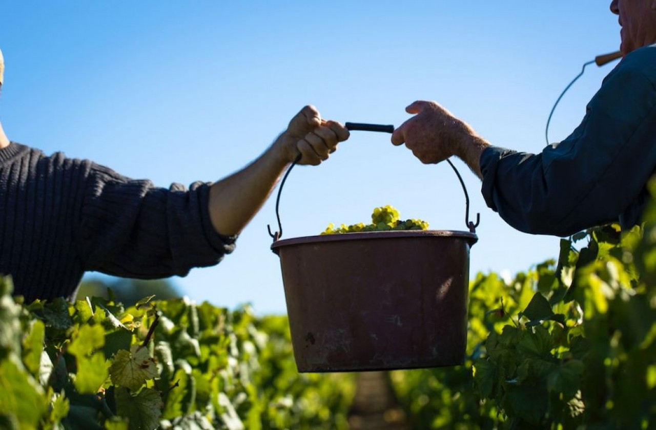Vendanges dans le vignoble de Chablis. © BIVB / Aurélien Ibanez