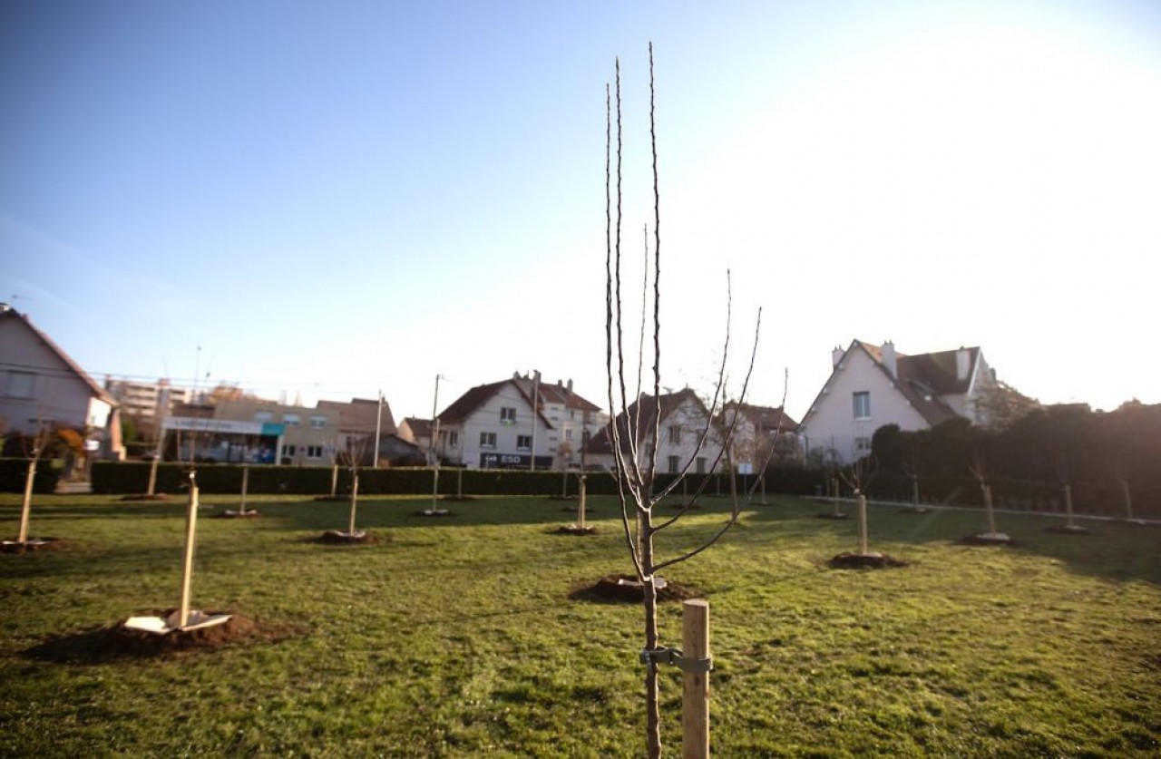 Le premier verger dijonnais urbain toute juste planté. © Ville de Dijon/ V.Arbelet