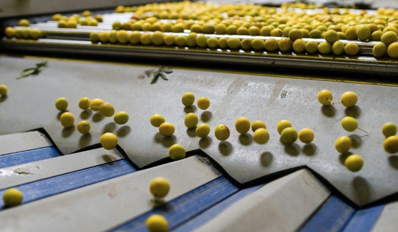 Avec 8.000 tonnes de mirabelles par an, Végafruits est le plus gros producteurs et transformateurs de cette spécailité de Lorraine et va étendre son verger de 15% d'ici 2025 dans d'autres petits fruits. © Végafruits