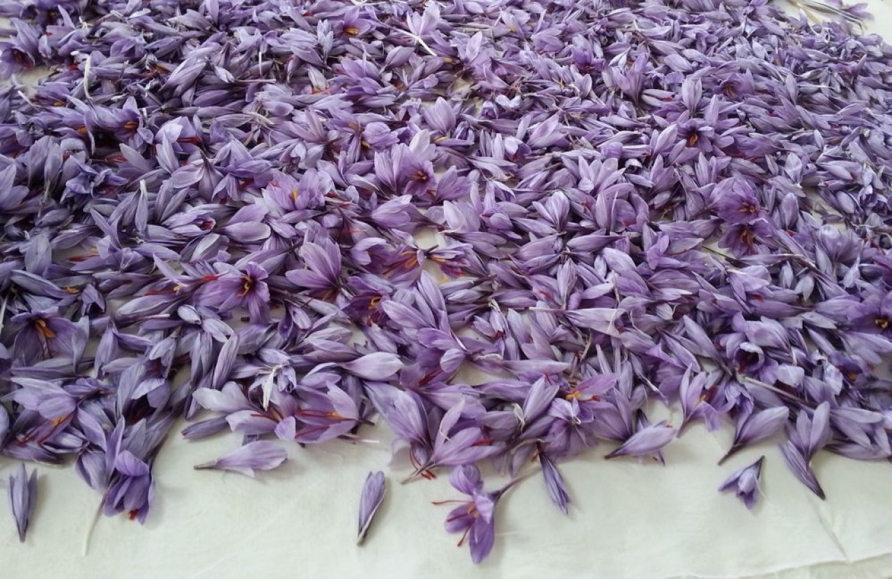 Une fois cueillies, les fleurs de crocus sont délestées de leur pistil avec un ciseau, une à une. Ce sont les stigmantes de ce dernier qui donne du safran.