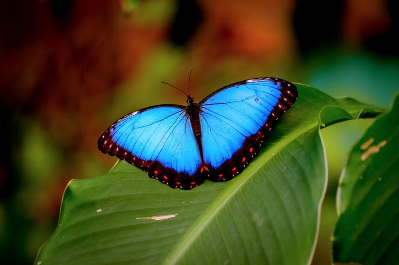 Le papillon morpho est un condensé de technologie avec ses ailes bleues, hydrophobes et régulatrices thermiques. Photo fournie par A.Renaudin