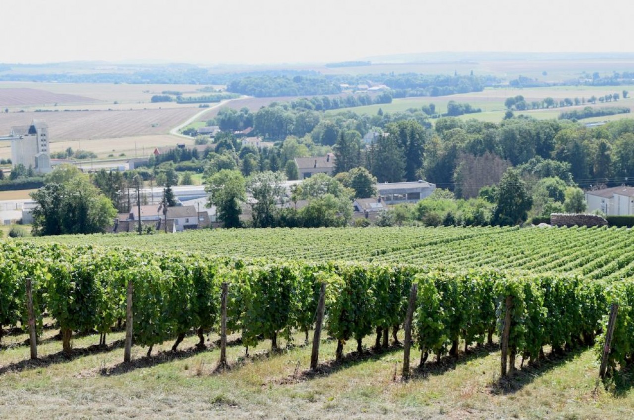 Le vignoble du Montsaugeonnais s'étend aujourd'hui sur 14 hectares d'un seul tenant. © Traces Ecrites