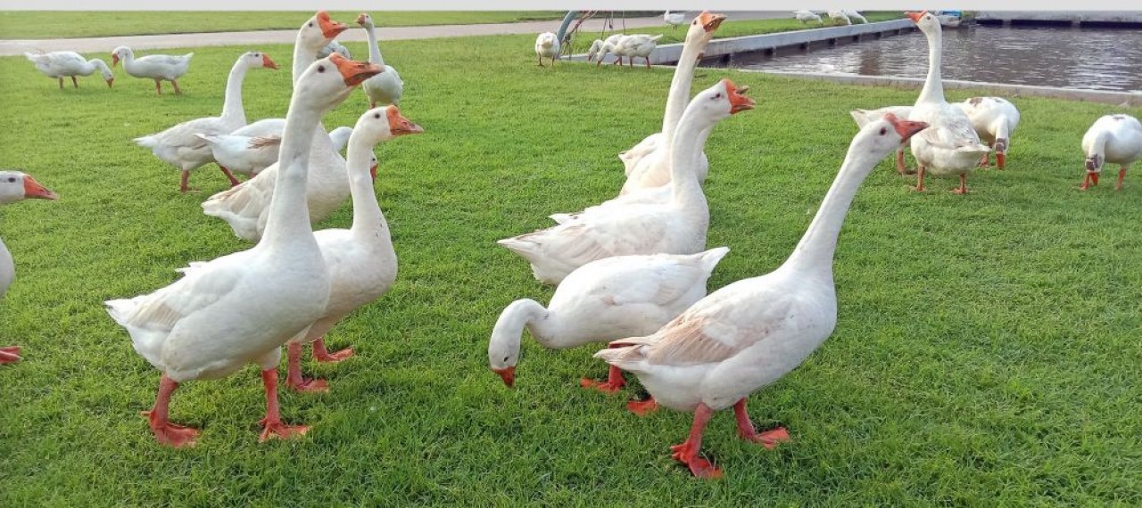 Feyel & Artzner a acquis une ferme dans le Gers en 2020 afin de se diversifier dans le foie gras d'oie. © Shutterstock