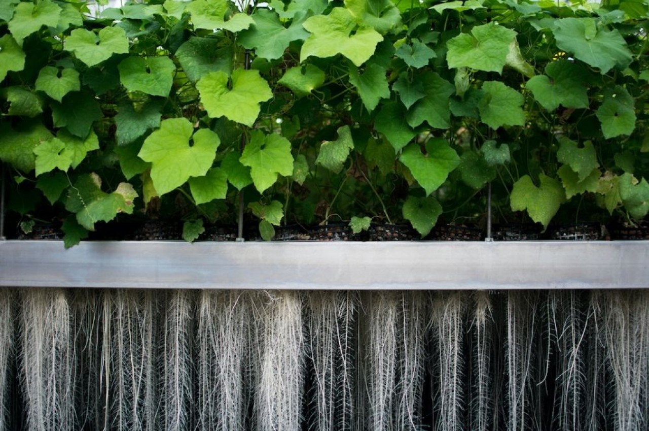 L'une des success-stories de l'Incubateur lorrain, la biotech Plant Advanced Technologies à Nancy qui prélève les molécules des plantes à des fins thérapeuthiques. © PAT