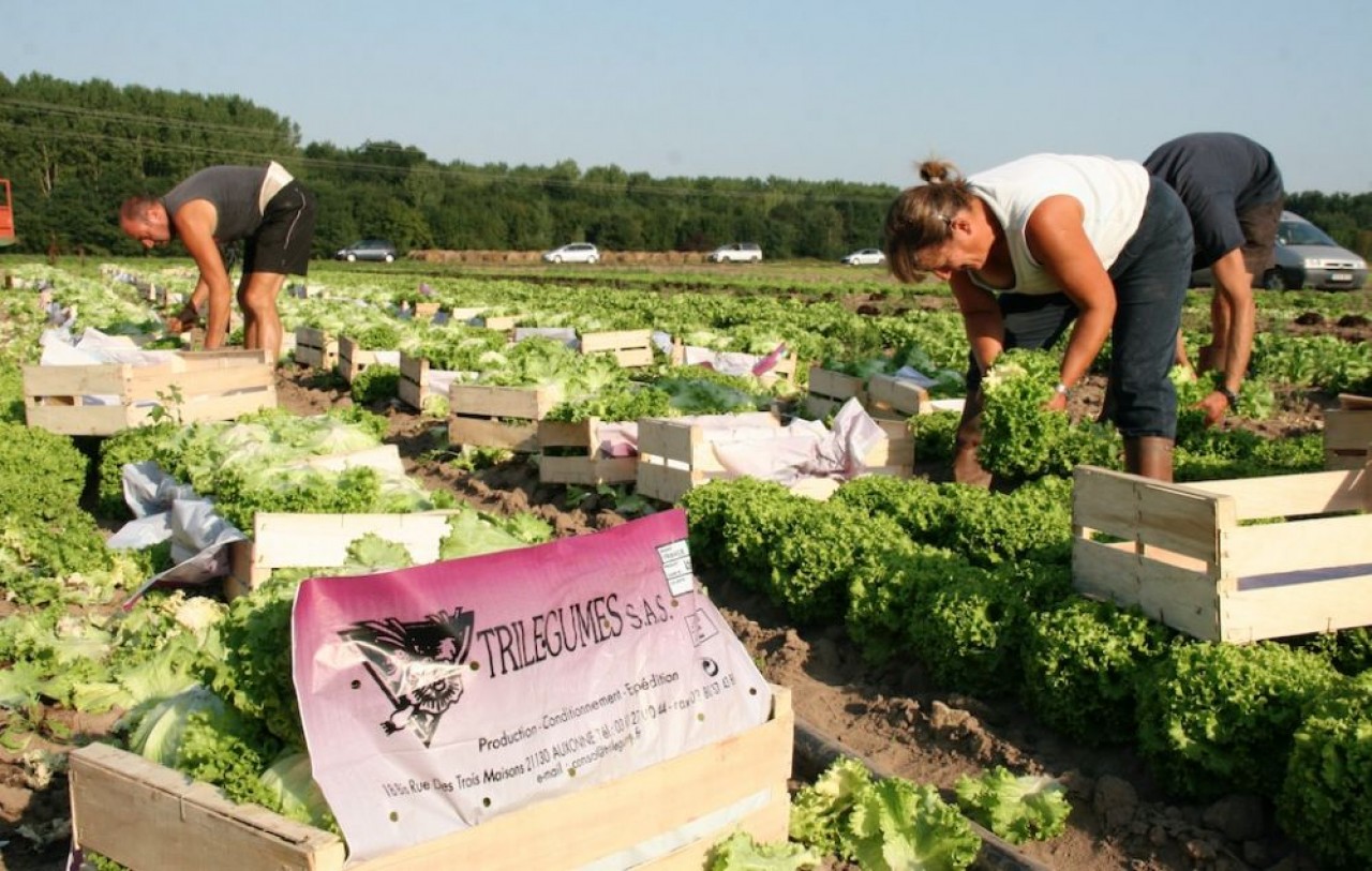 Dijon Céréales saisit l'opportunité de l'engouement des consommateurs pour les produits maraîchers de proximité. © Dijon Céréales