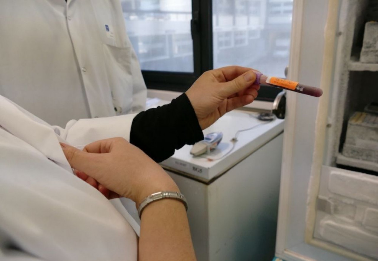 Les cellules extraites du cordon ombilical sont mises en culture, pour être utilisées comme traitement contre le choc septique. © CHRU de Nancy