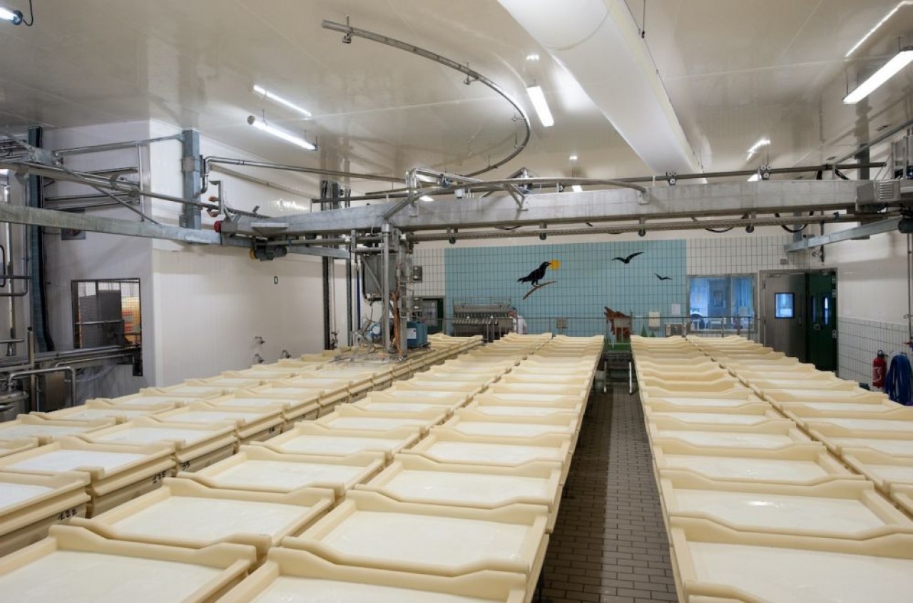 Les bassines de lait qui deviendra du caillé grâce à différents ferments obéissent à un circuit entièrement automatisé avec en toile de fond la fable du corbeau et du renard. © Milleret