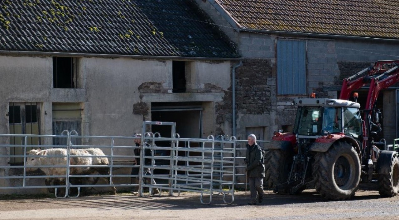 Le bœuf sort de la ferme et n'a que quelques mètres à faire avant de rejoindre l'abattoir, s'évitant le stress d'un long voyage. © Sabrina Dolidze