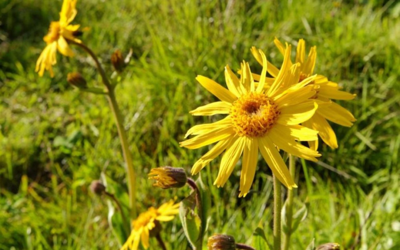 Les trois-quarts de la production d’arnica sauvage proviennent de la station vosgienne du Markstein. © Parc naturel régional des Ballons des Vosges. © Parc naturel régional des ballons des Vosges