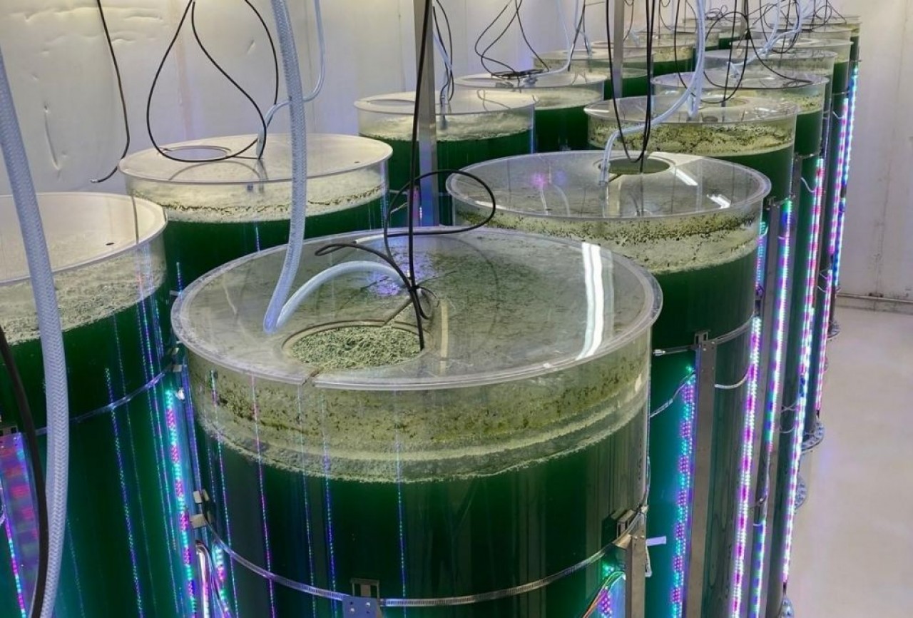 A Sainte-Marguerite, la culture de spiruline est réalisée dans 120 photobioréacteurs. © Somaïa