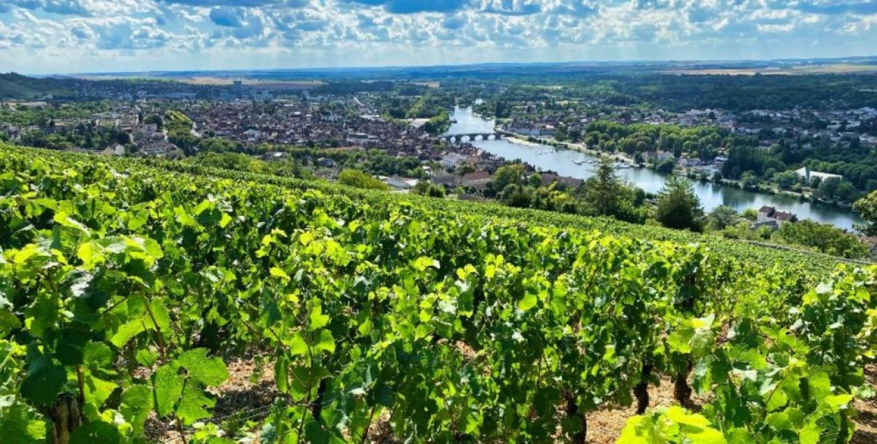 La bonne récolte de 2023 apporte la perspective d'une remontée de la disponibilité de volumes, dont le manque est l'un des facteurs du recul des ventes des vins de Bourgogne en grandes surfaces en France sur le début de 2023. © Traces Ecrites