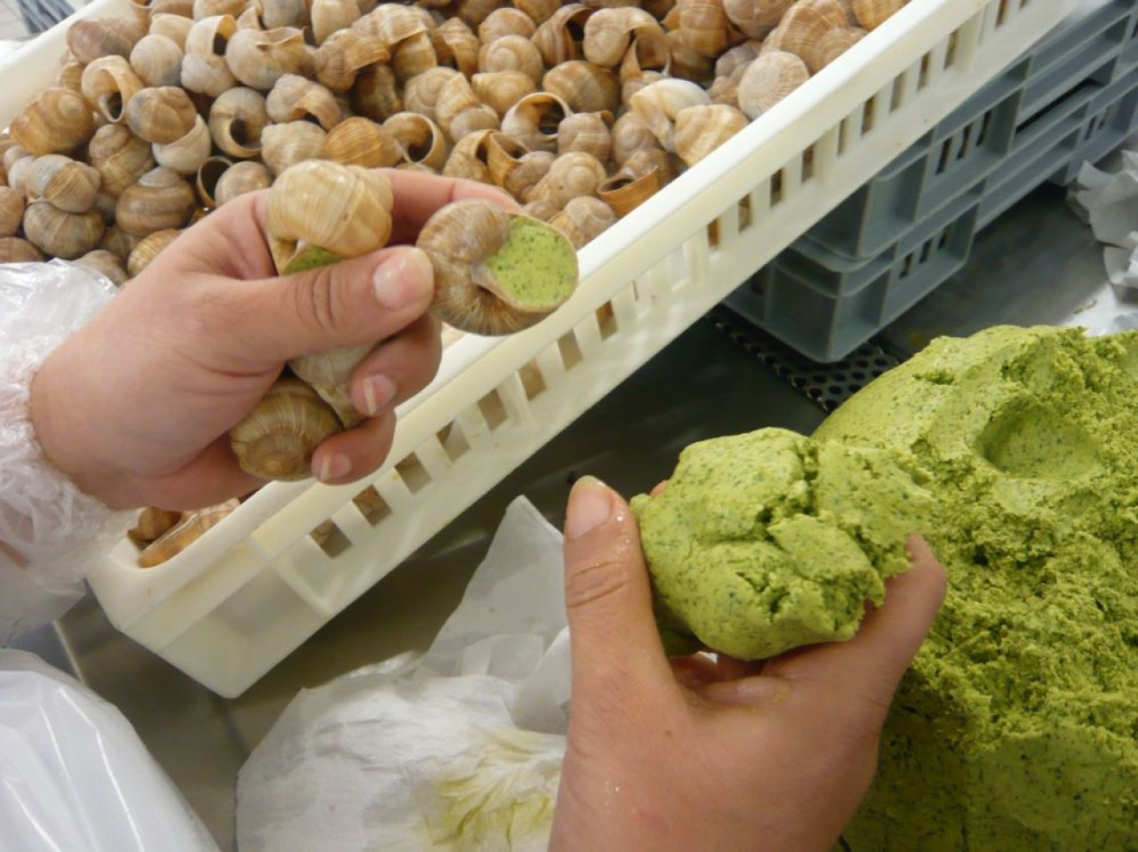 L'entreprise Bourgogne Escargots pèse moins de 10% de parts de marché national, mais sur un segment premium. © Traces Ecrites