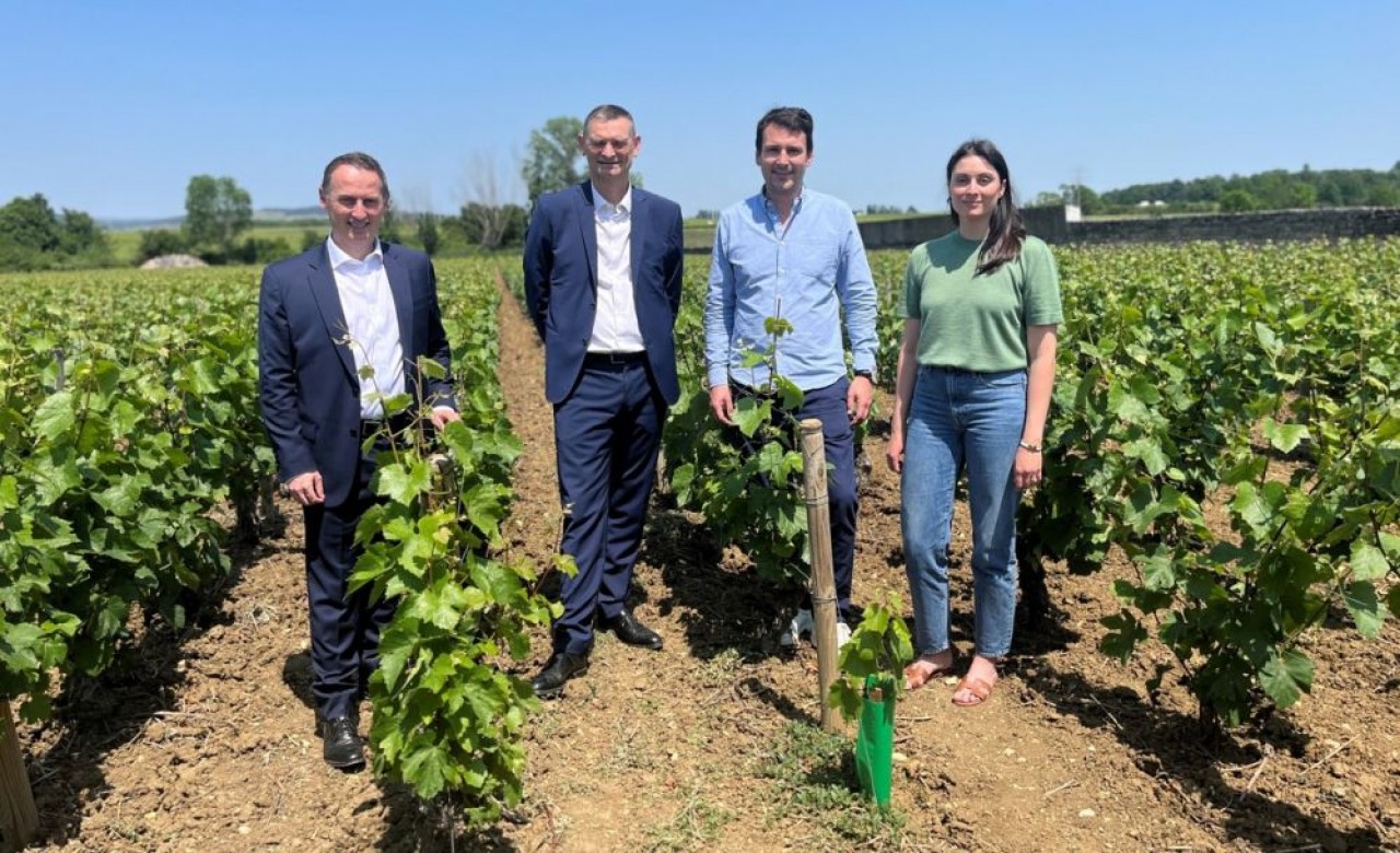 La Caisse d'Epargne de Bourgogne-Franche-Comté accompagne 600 clients viticulteurs, dont (ci-dessus) le domaine Alvinat Pernot à Puligny-Montrachet (Côte d'Or). © Marie Vollot