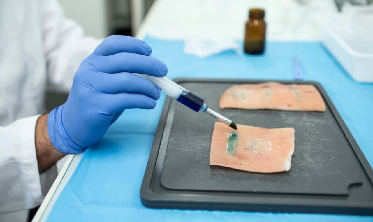 L'adhésif en développement à Dijon (Côte-d'Or) est posé sur une peau de porc coupée. © Sabrina Dolidze