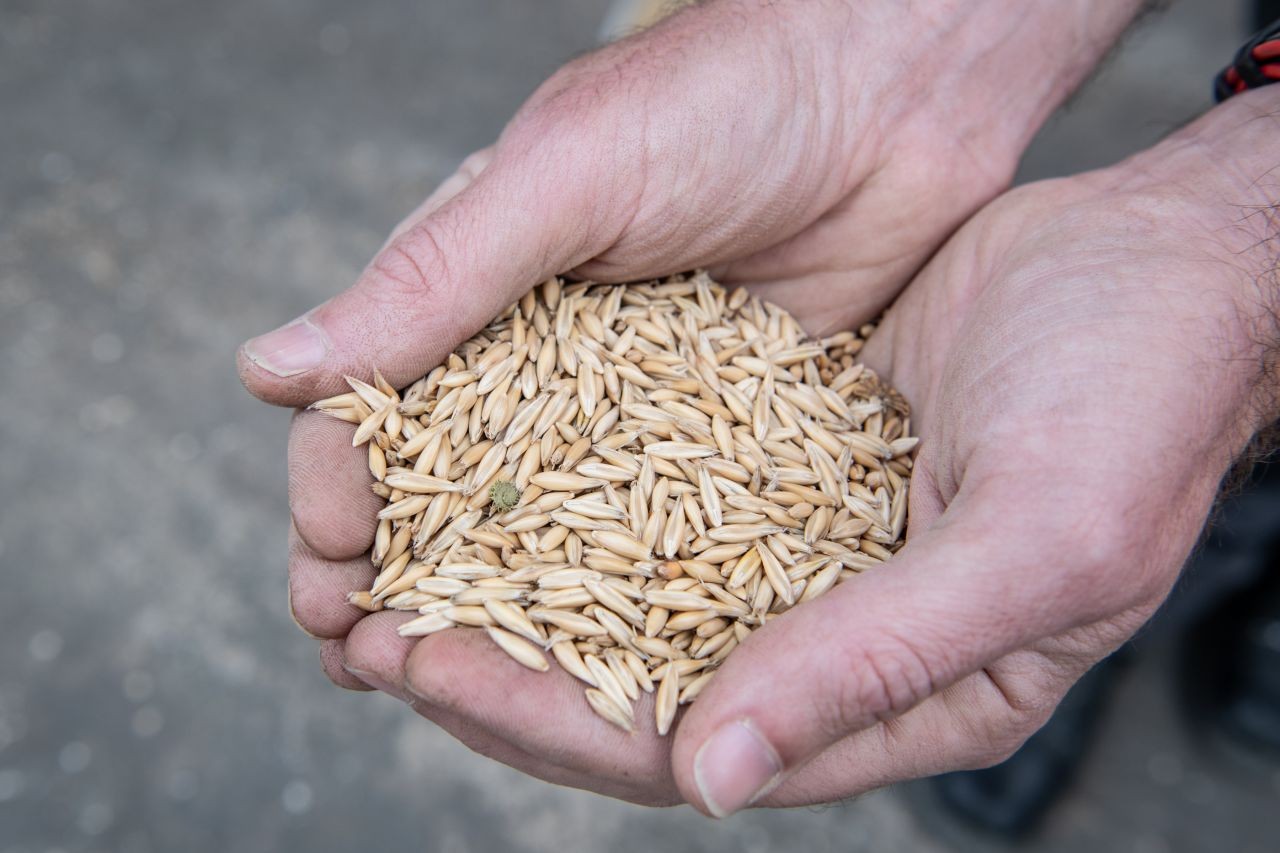 De l'avoine biologique cultivée par les agriculteurs de la coopérative Cocebi, première associée d'Avena Bio. © Sabrina Dolidze