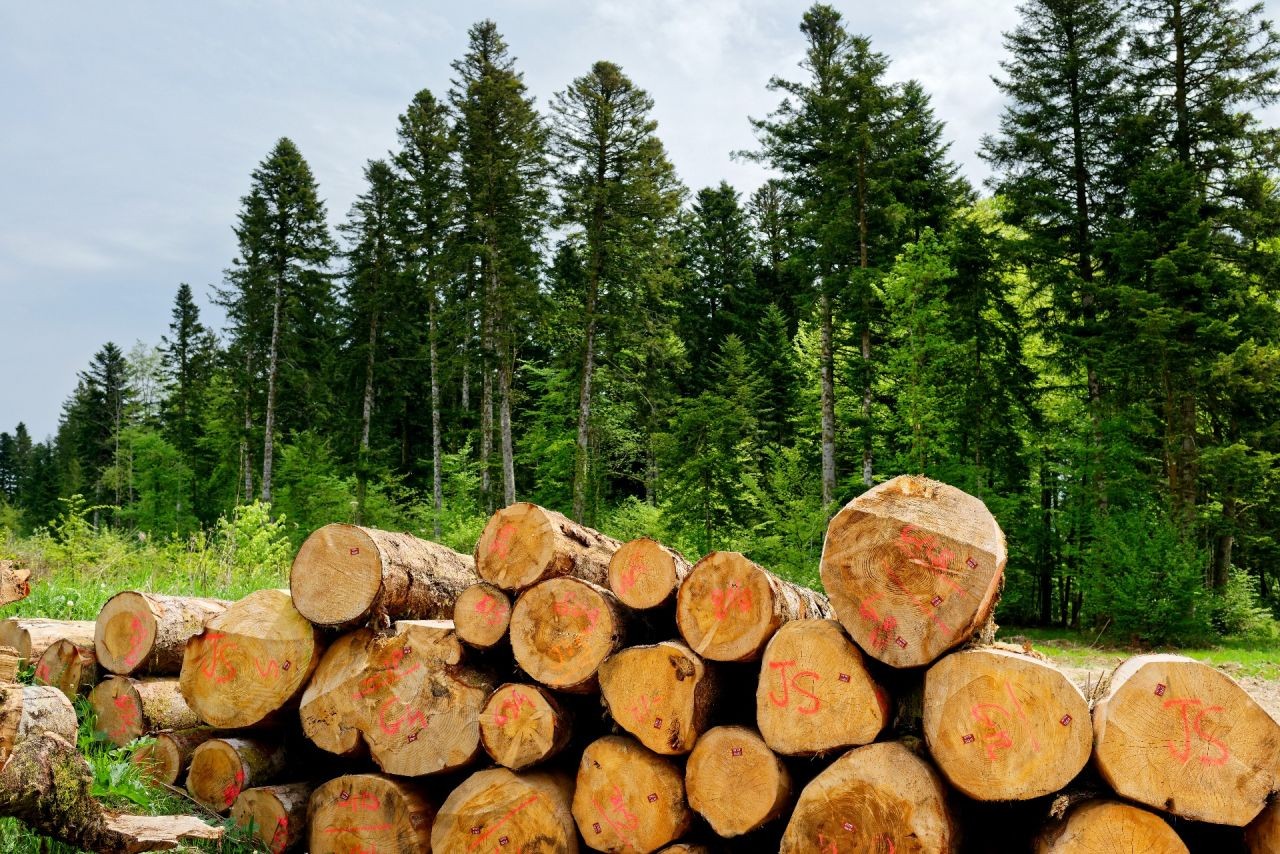 L'association stimule les petits acteurs à s'engager dans la certification PEFC prouvant qu'elles ménagent la forêt régionale. © Fibois BFC.