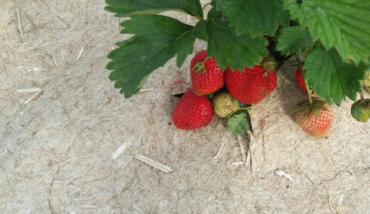 Des fraises poussent sur une toile de chanvre : nous mangeons la matière qui est posée sur le sol, résume Géochanvre pour souligner l'intérêt de choisir une solution d'origine naturelle comme la sienne. © Géochanvre