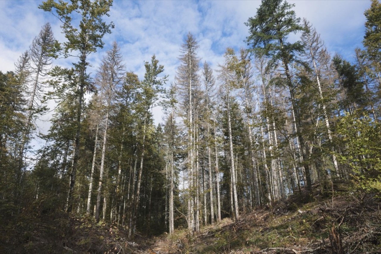 Le changement climatique exerce sur la forêt régionale un effet visible à l'oeil nu de tout promeneur. © Laurent Cheviet