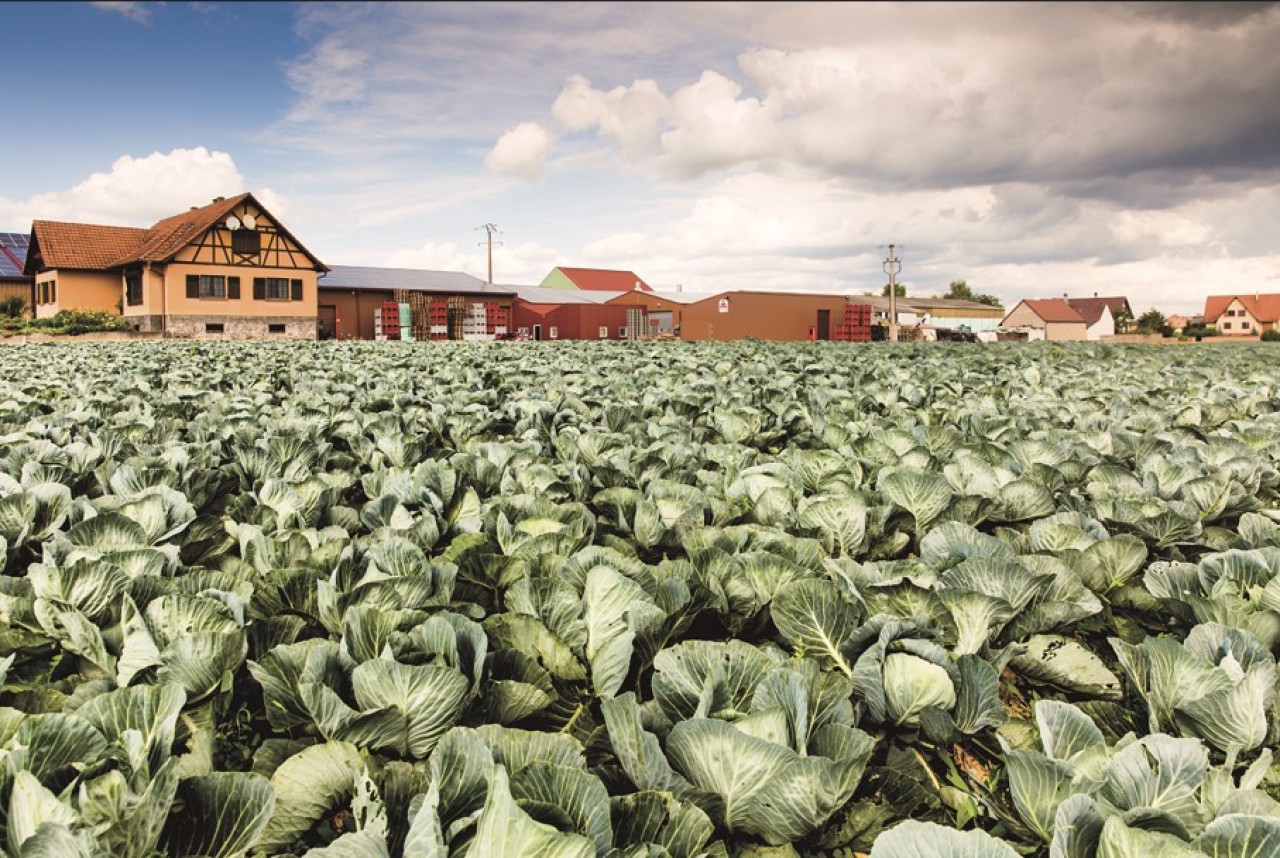Maison Le Pic transforme les choux en 4.000 tonnes annuelles de choucroute, auxquelles s'ajoutent désormais 400 tonnes de la société Claude.