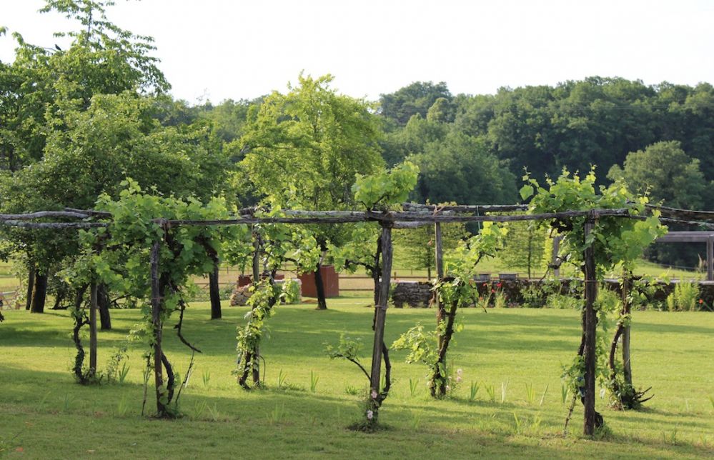vpaysagevignes