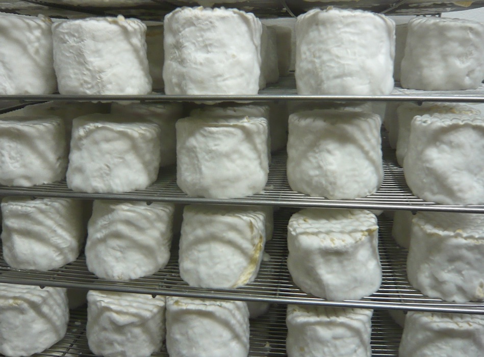chaource