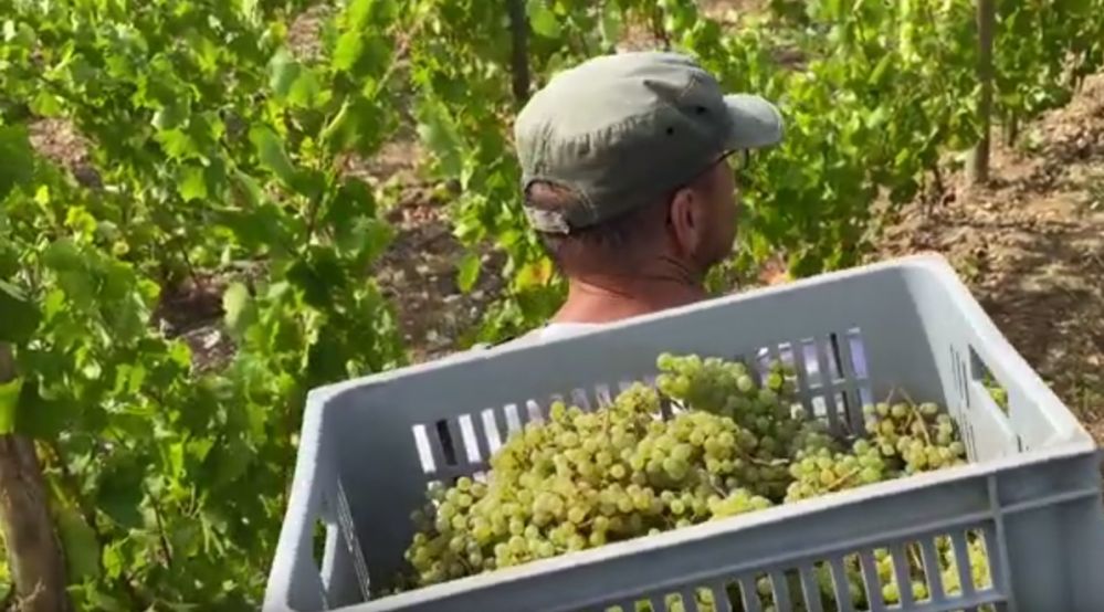 picamelotvendanges