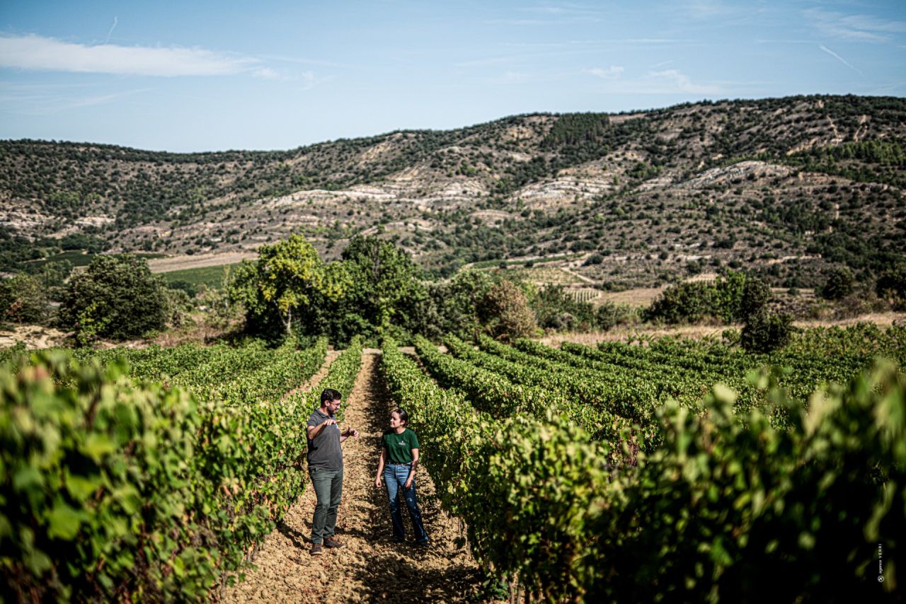 Vignoble Bourgogne Delaunay OK