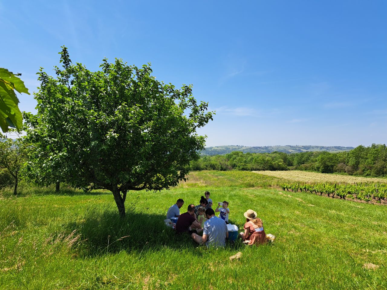 DOMAINE BEAUREGARD PIQUE NIQUE