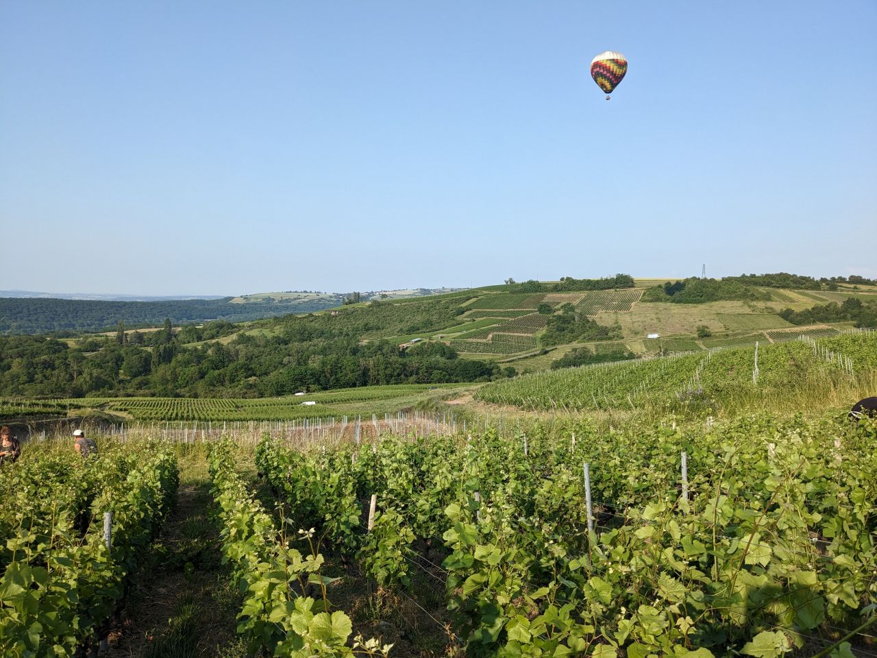 DOMAINE DU BEAUREGARD vignes 2