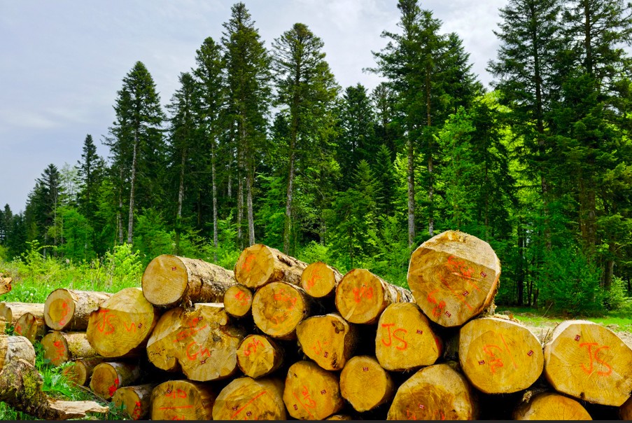 bois jura