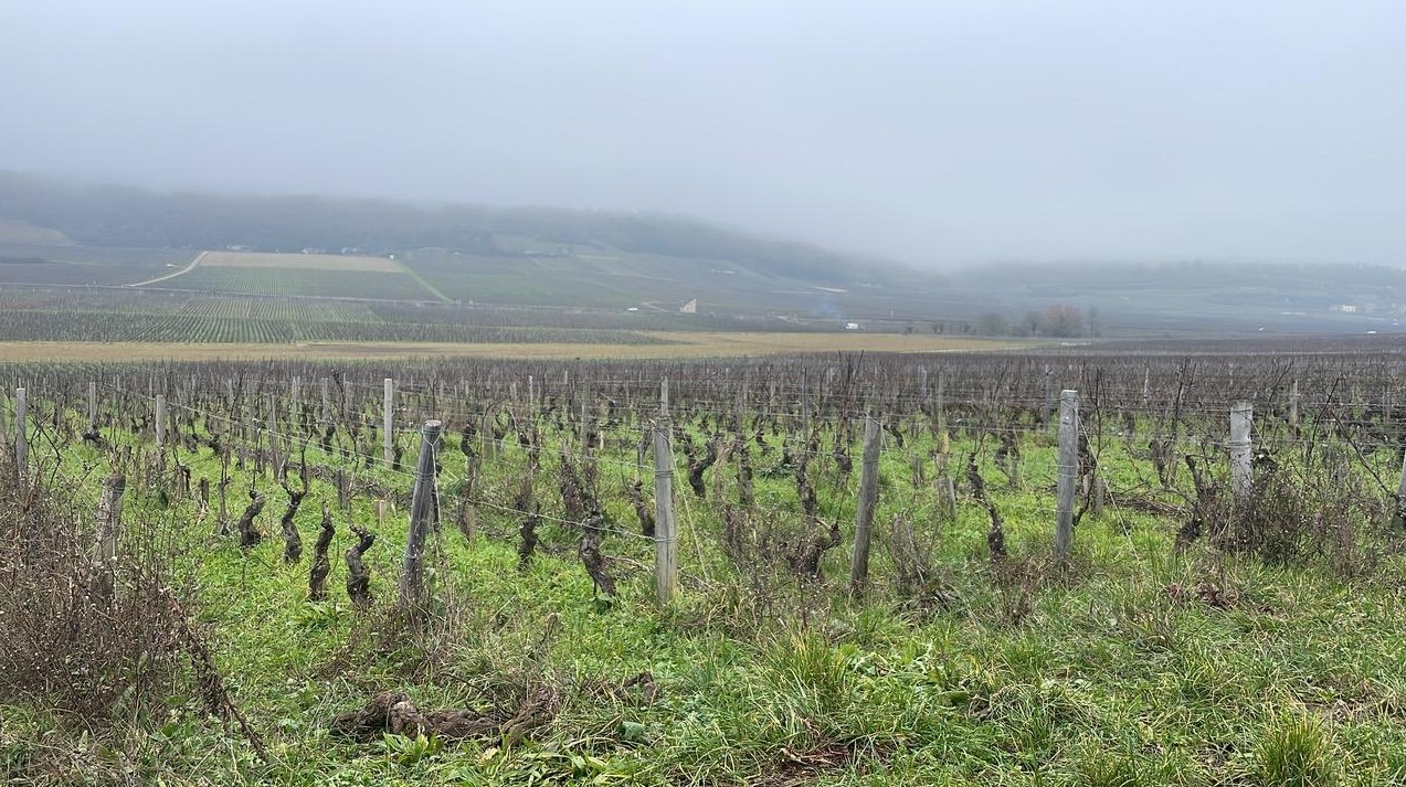 dubois vignoble