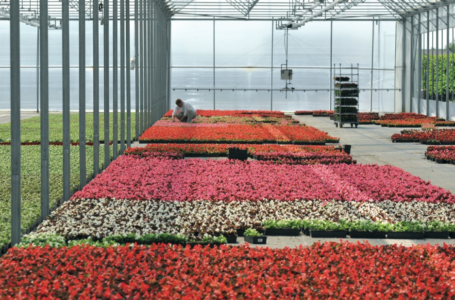 fleursannuelles