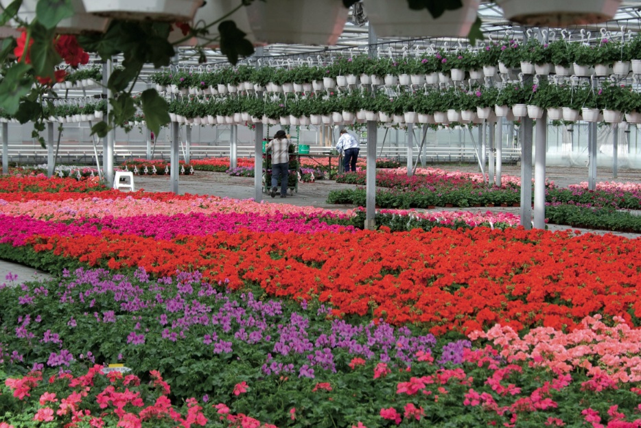 fleurssuspendues